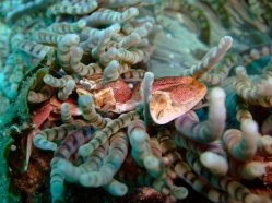 anemone-crab